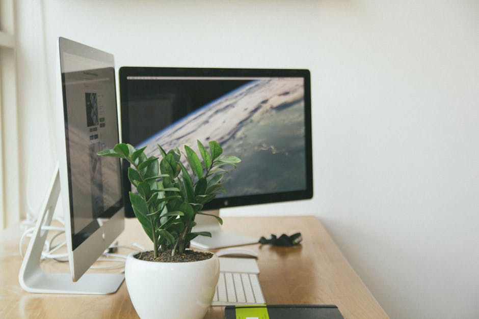A clean and organized workspace featuring dual monitors and a potted plant.